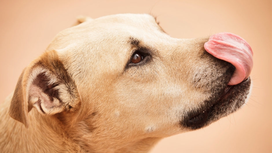 Hundefoder og tilskud Hundefoder og tilskud