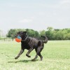Chuck It rope fetch